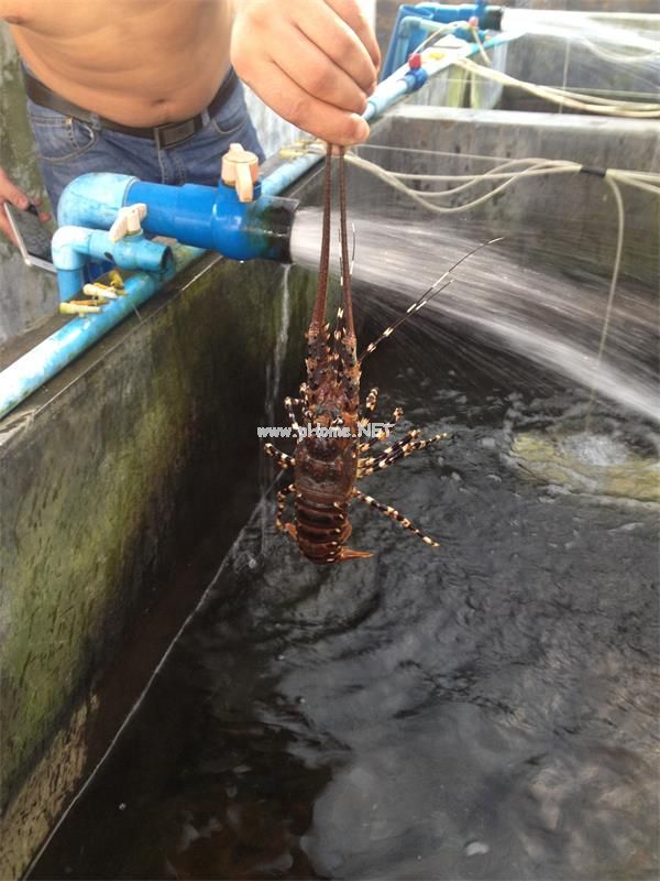 龙虾养殖  臭氧处理海水